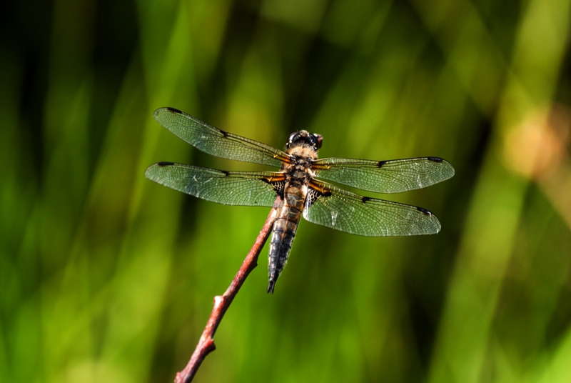 Achtfleck Libelle