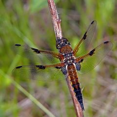 Achtfleck (Libellula octimaculata) (;o)...