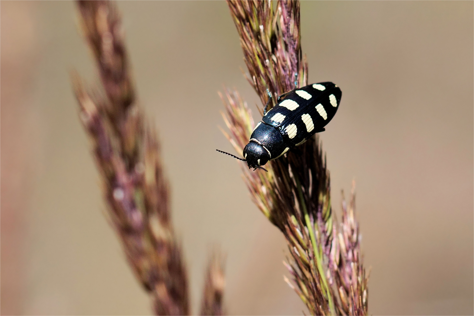 Achtfleckiger Prachtkäfer - Buprestis octoguttata