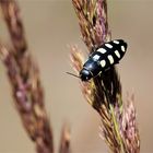 Achtfleckiger Prachtkäfer - Buprestis octoguttata