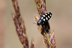 Achtfleckiger Prachtkäfer - Buprestis octoguttata