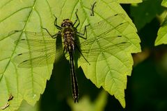 "Achtflüglige" Falkenlibelle (Cordulia aenea)