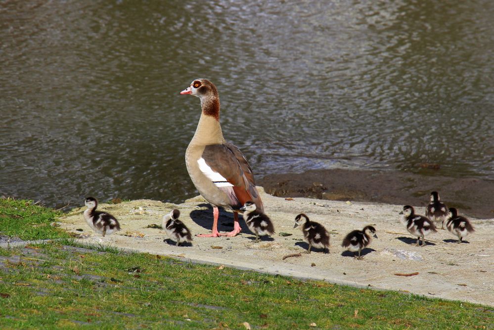 Achtlinge , Nilgänse 2024