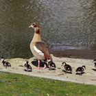 Achtlinge , Nilgänse 2024