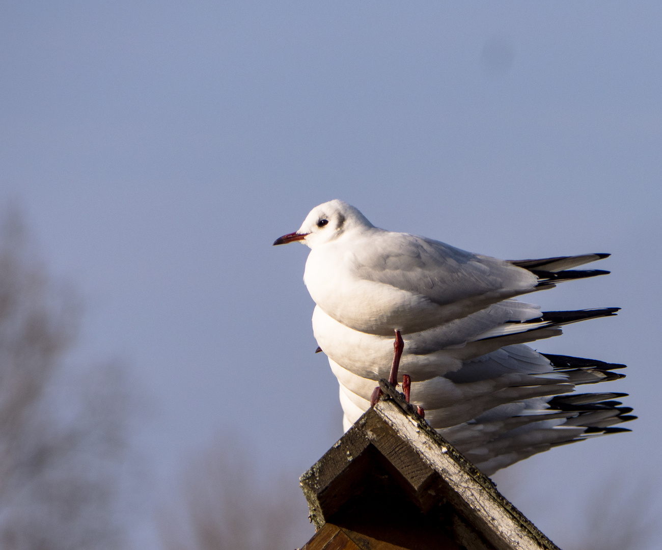 achtMöwenvonhinten