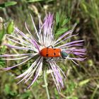 Achtpunkt-Bienenkäfer (Trichodes octopunctatus)