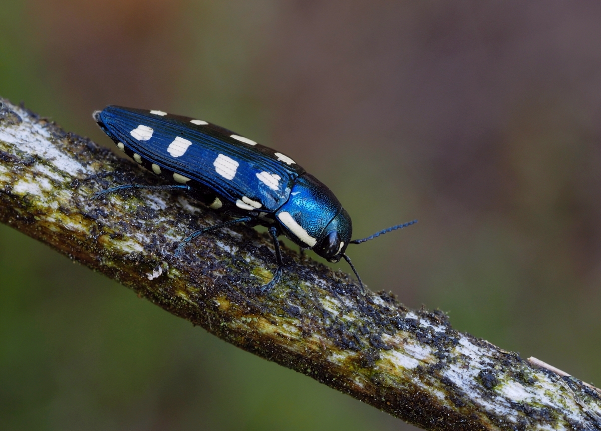 Achtpunktiger Kiefernprachtkäfer (Buprestis octoguttata)