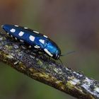 Achtpunktiger Kiefernprachtkäfer (Buprestis octoguttata)