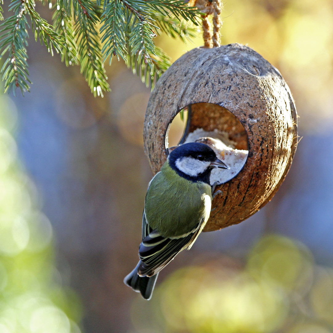 Achtsame Kohlmeise (Parus major)