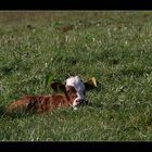 Achtung Achtung eine Durchsage: Der kleine Benjamin sucht sein Mami