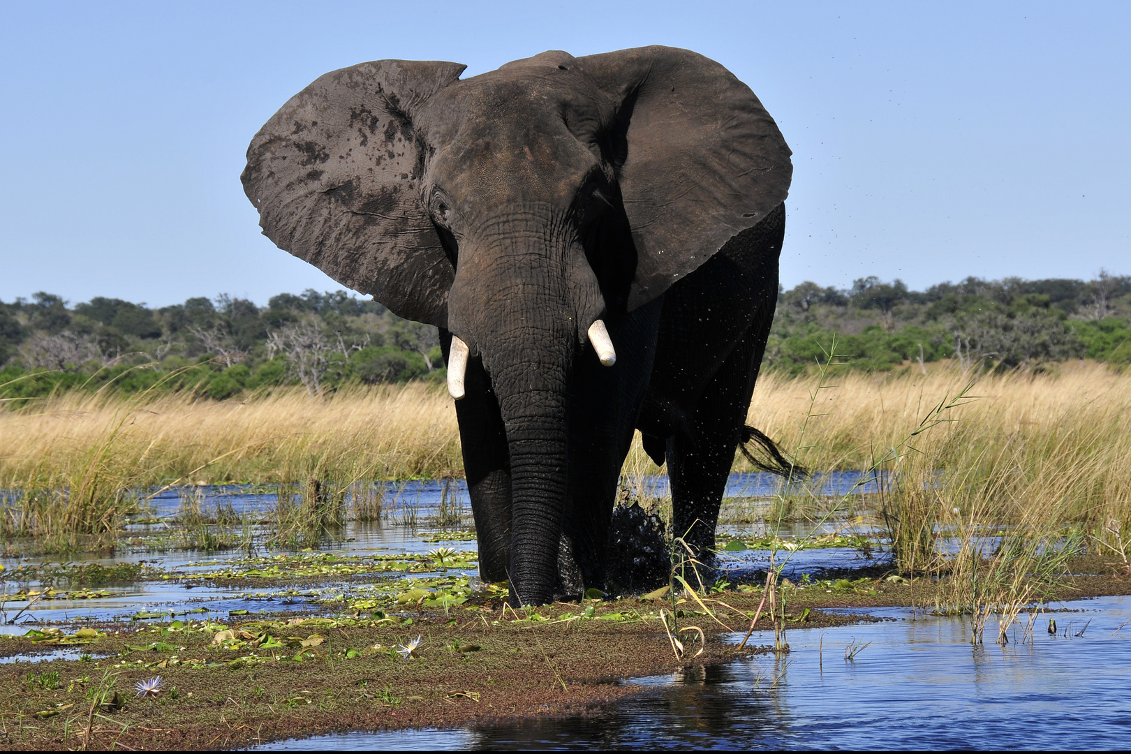 Achtung Achtung - Wildlife in Botswana