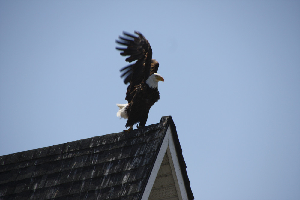 Achtung - Adler am Dach!