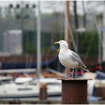 Achtung ... alle aufpassen , Fiddi aus dem Ammerland fotografiert hier ...