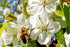 Achtung - Anflug auf Kirschblüte...