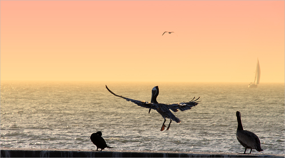 Achtung Anflug bei Sonnenuntergang