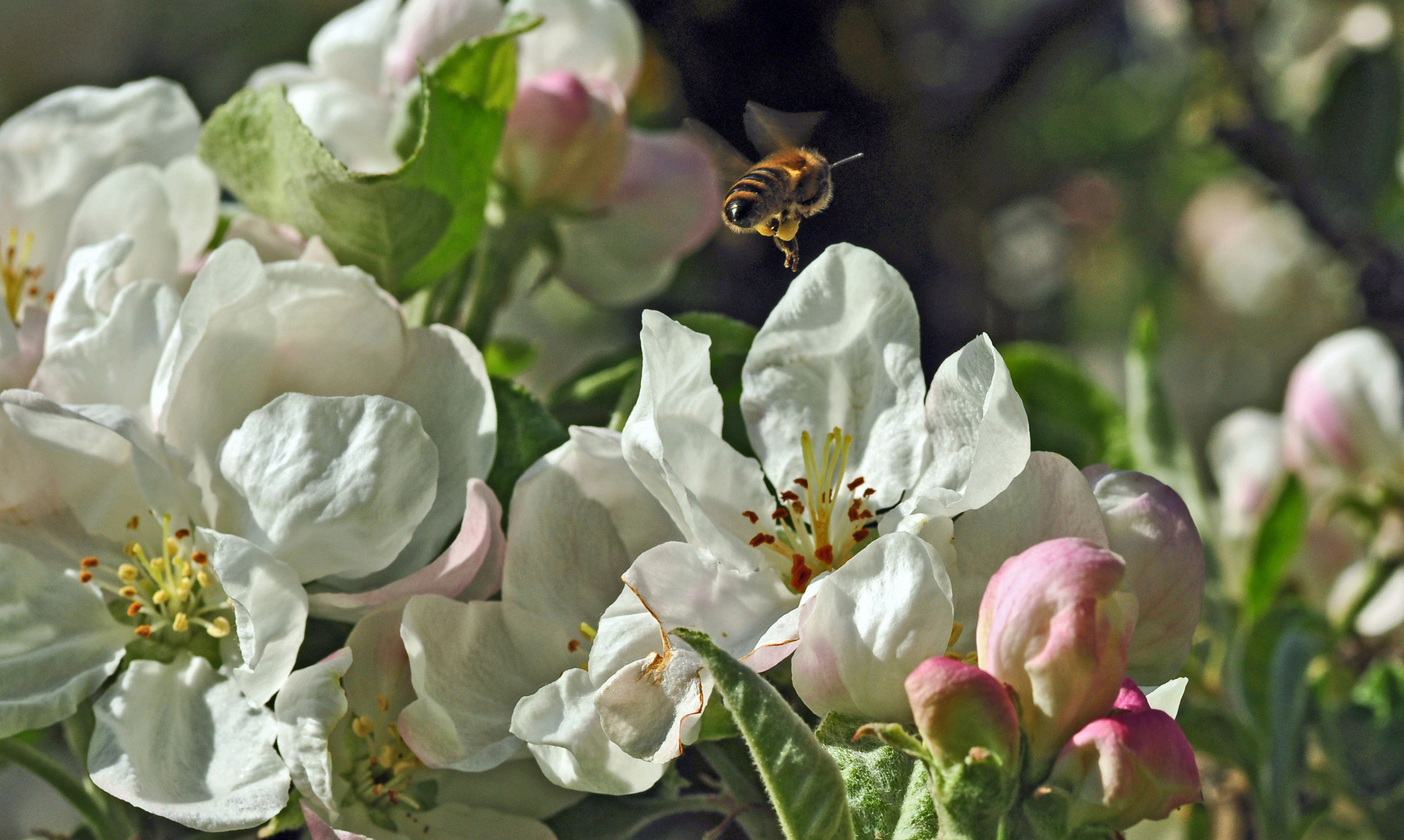 Achtung Apfelblüte...ich bin im Anflug!