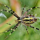 Achtung Arachnophobiker nicht öffnen....