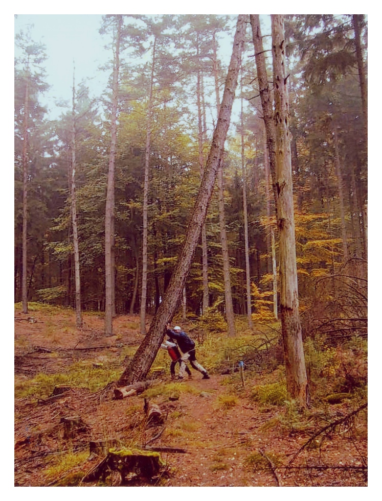 Achtung Baum fällt !