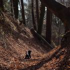 Achtung Baum fällt!