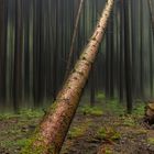 Achtung, Baum fällt!