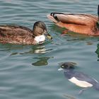 Achtung Besuch kommt - wolle mer ihn reinlasse