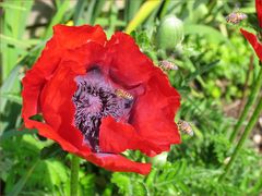 Achtung, Bienenschwarm