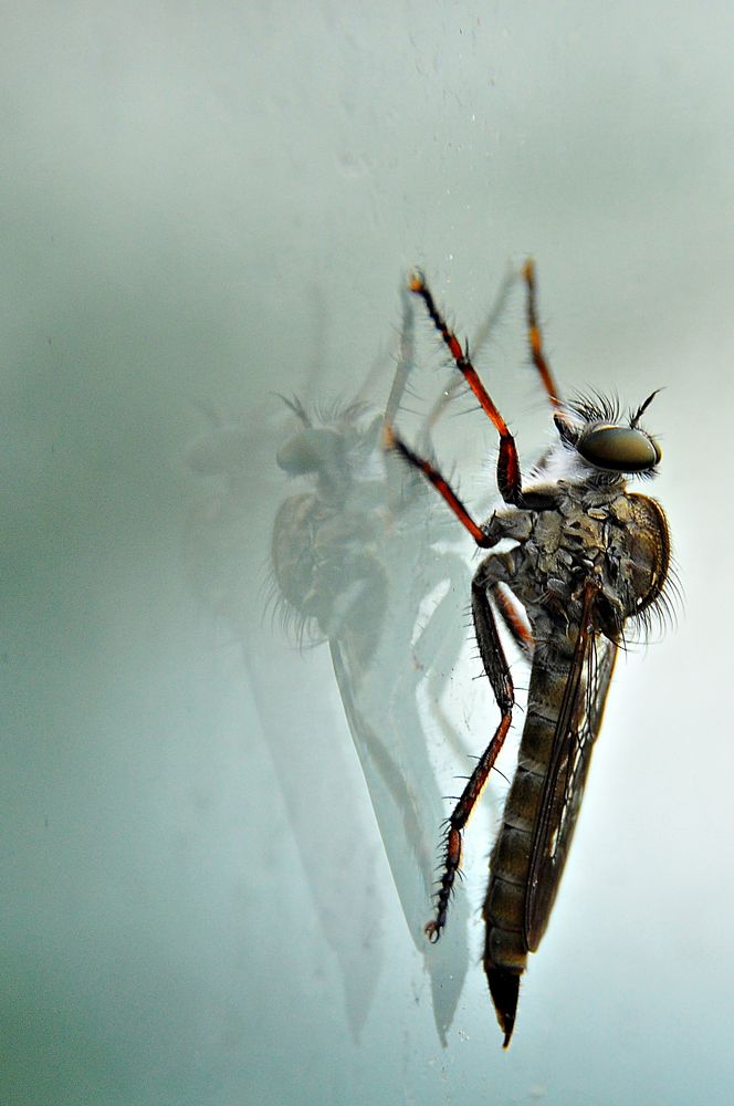 Bremse Foto & Bild  tiere, wildlife, insekten Bilder auf fotocommunity