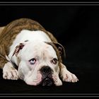 Achtung! Bulldogge im Studio...