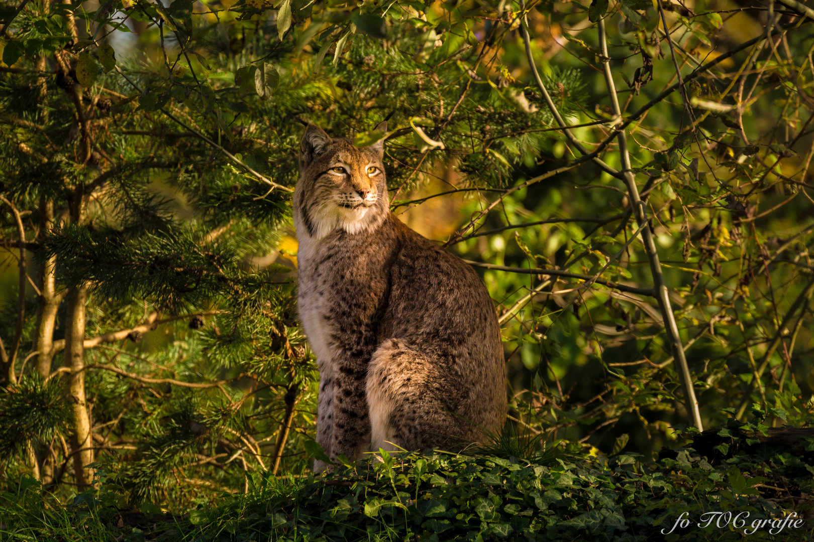 Achtung Chilling Luchs!