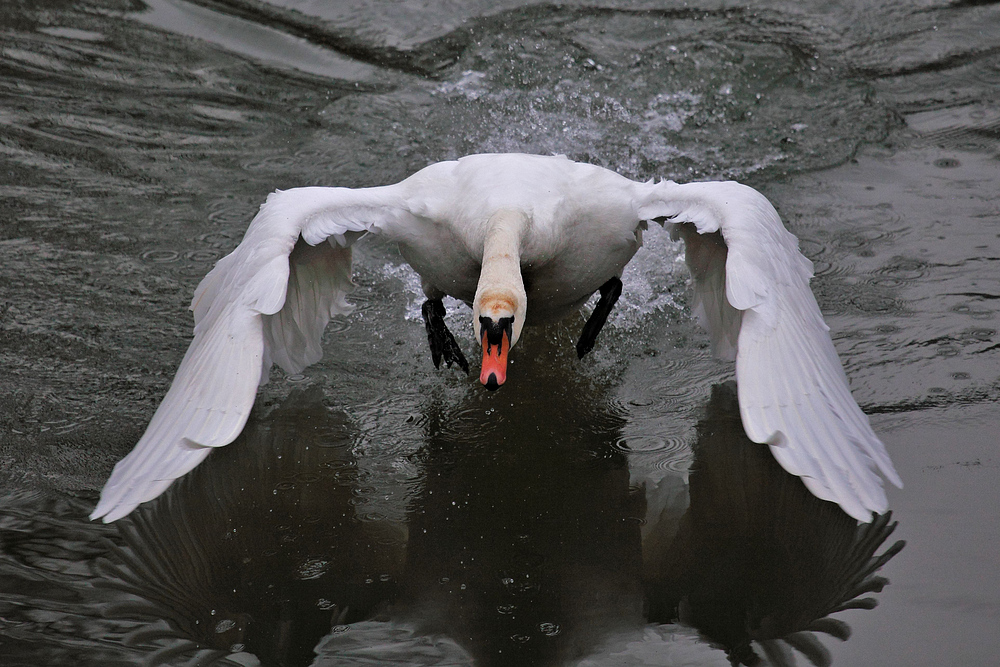 ACHTUNG - da kommt ein Schwan