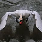 ACHTUNG - da kommt ein Schwan