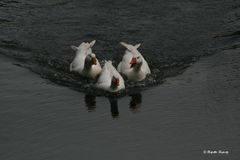 Achtung die Gänse kommen