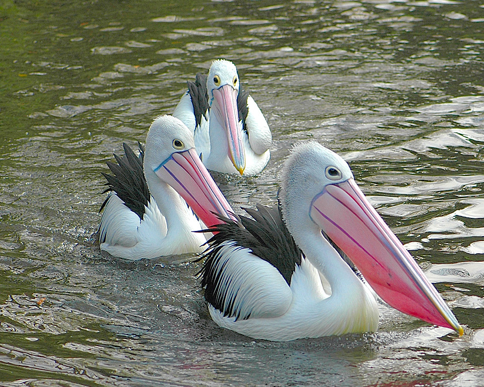 Achtung, die Pelikane rücken an