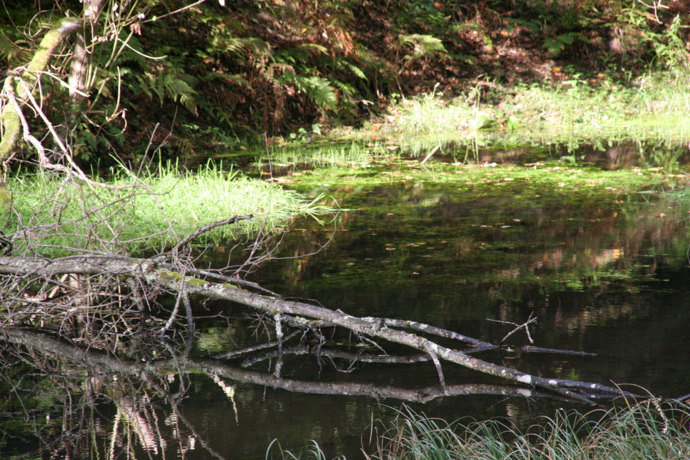 Achtung die Wildtruden kommen