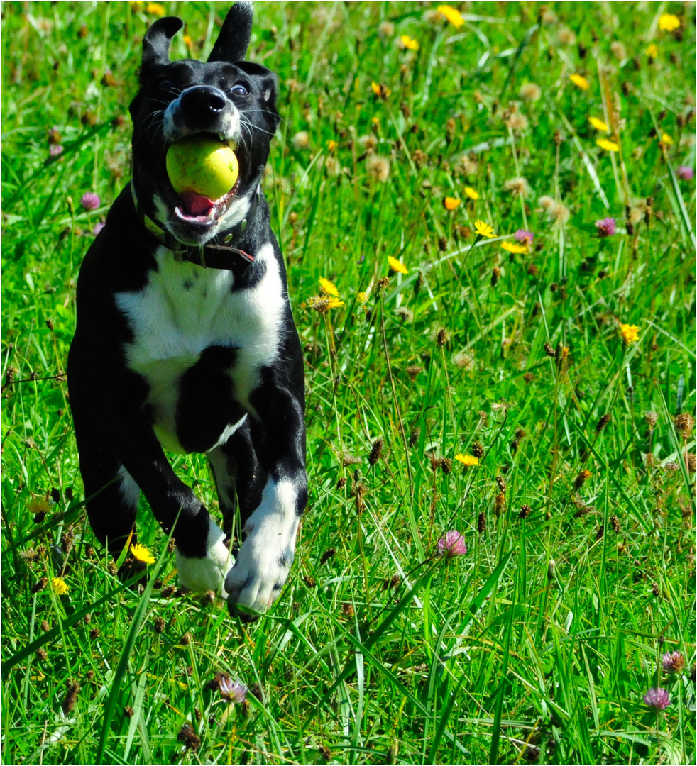 ACHTUNG EIN APFELKAMPFHUND