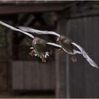 Achtung Enten im Anflug