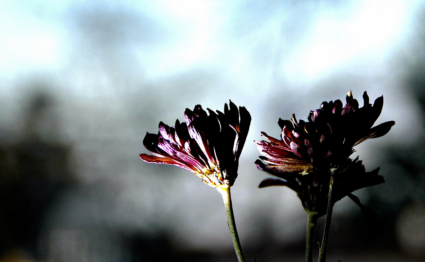 Achtung - es naht  der Blumenfreund !