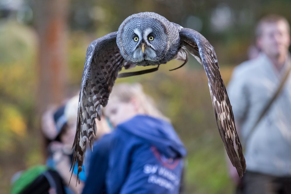 Achtung ! Eule im Anflug... :-)