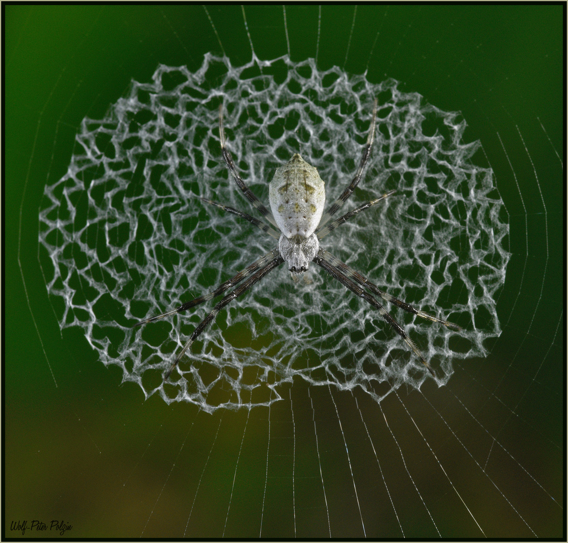 Achtung Falle: im Netz der Zebraspinne Argiope submaronica (Costa Rica)