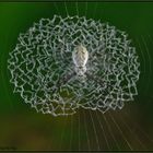 Achtung Falle: im Netz der Zebraspinne Argiope submaronica (Costa Rica)