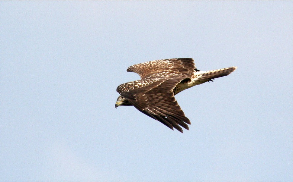 Achtung - Feindanflug auf 11 Uhr