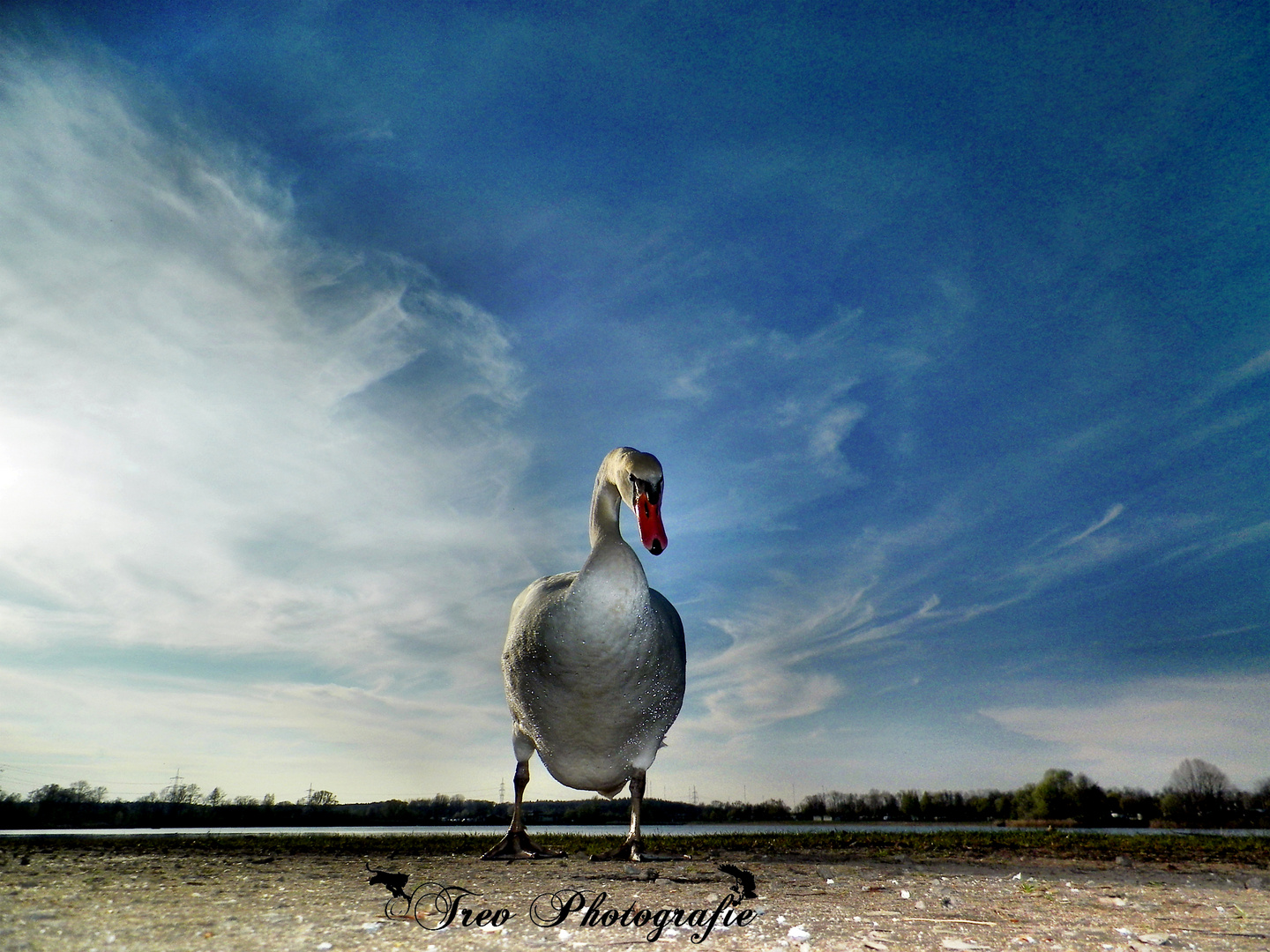 Achtung Fotogeiler Schwan im Anmarsch