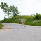 achtung freilaufend in meck-pomm....