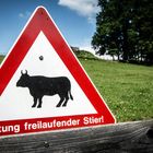 Achtung, freilaufender Stier