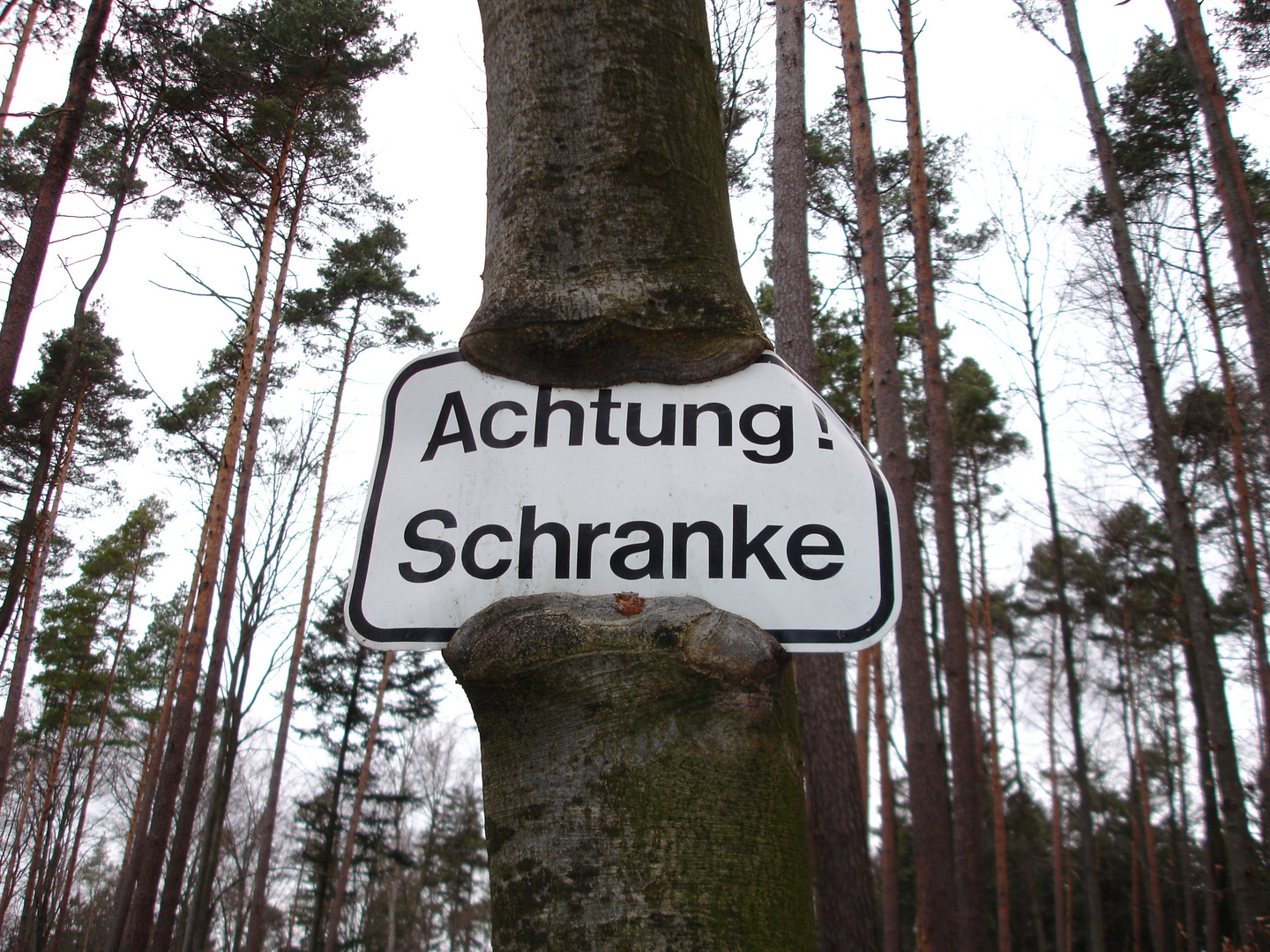 Achtung, gefräßiger Baum !