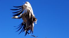 Achtung! Geier im Landeanflug!