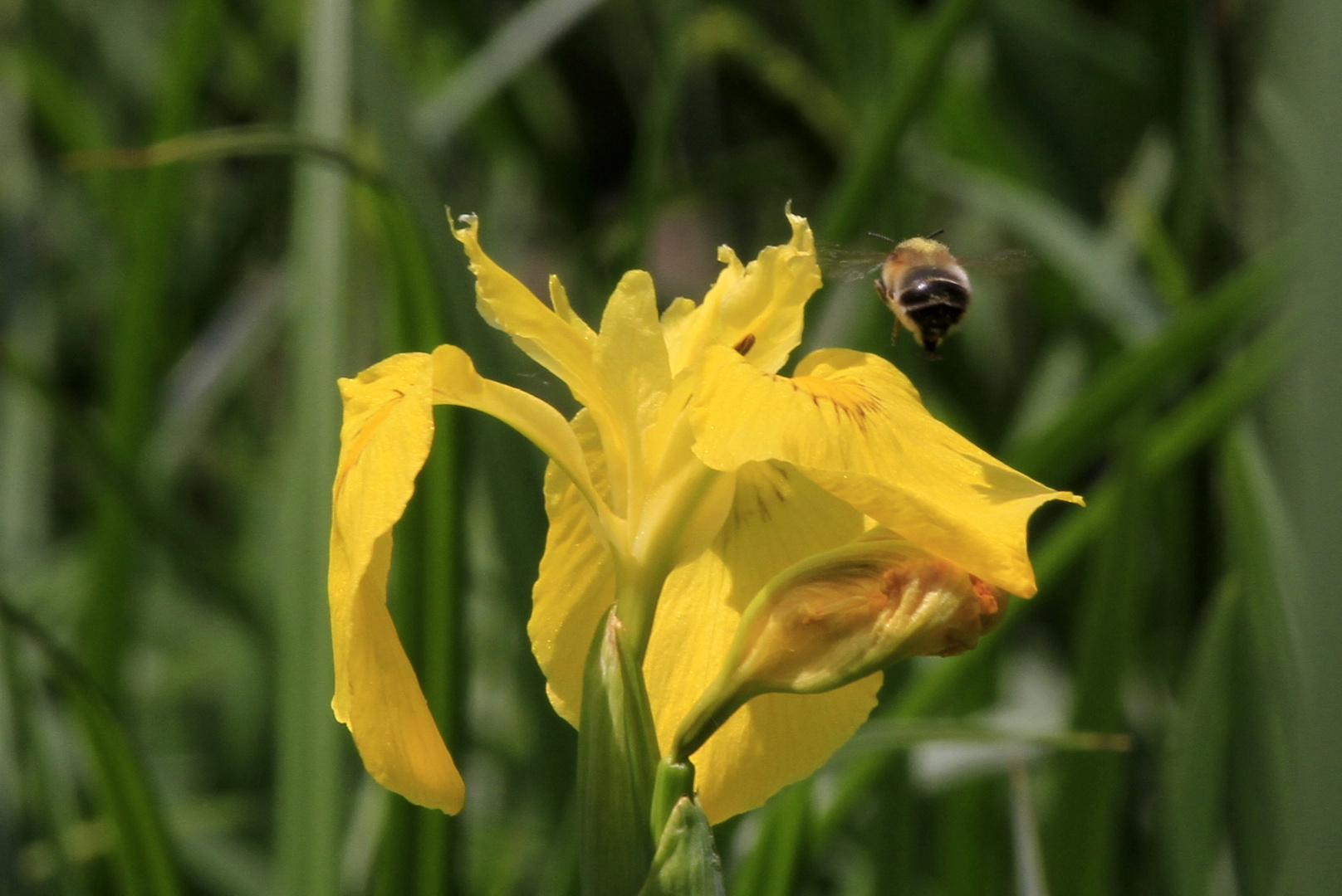 Achtung, gelbe Blüte!