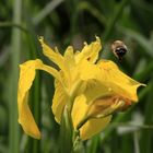 Achtung, gelbe Blüte!