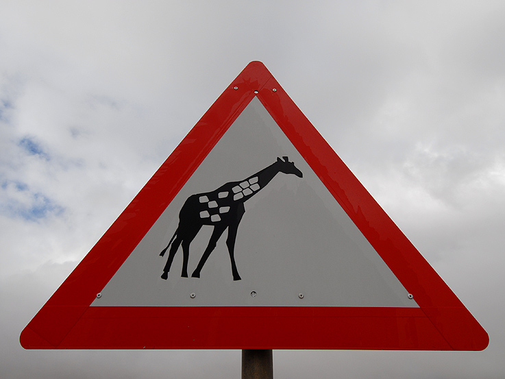 Achtung: Giraffe!