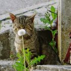 Achtung, gleich kommt das Hatschi! 